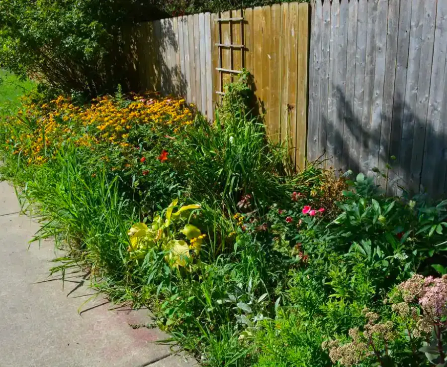 Landscape Rejuvenation